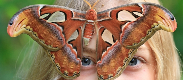 This picture taken on September 16, 2014 shows Attacus atlas butterfly siting on a visitor's face, at the Botanical Garden of Masaryk University in Brno. There are about twenty butterflies that fly freely in the greenhouse among visitors. AFP PHOTO/ RADEK MICA (Photo credit should read RADEK MICA/AFP/Getty Images)