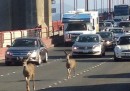 I due cervi che hanno bloccato il traffico sul Golden Gate a San Francisco