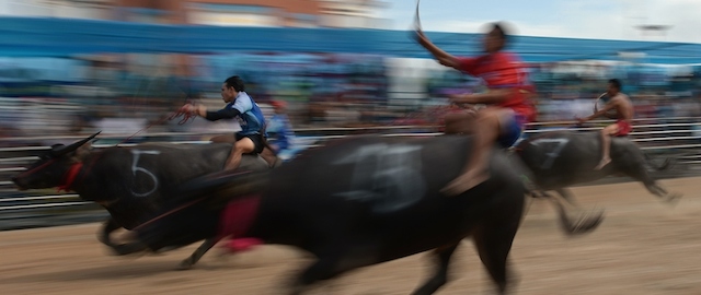 Participants ride buffalos during the annual buffalo races in Chonburi southeast of Bangkok on October 7, 2014. Scores of Thai farmers ditched their paddy fields for the race course to sprint across a dusty track on prized water buffalo, vying for glory in a decades-old racing contest. AFP PHOTO/Christophe ARCHAMBAULT (Photo credit should read CHRISTOPHE ARCHAMBAULT/AFP/Getty Images)