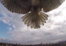Il drone attaccato da un falco