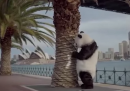 Lo spot con i panda maleducati, ritirato dalla tv cinese
