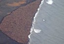 I 35mila trichechi su una spiaggia in Alaska