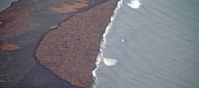 La foto, scattata il 27 settembre dagli scienziati della NOAA, mostra circa 35 mila trichechi nella spiaggia di Point Lay, in Alaska. 
(AP Photo/NOAA, Corey Accardo)