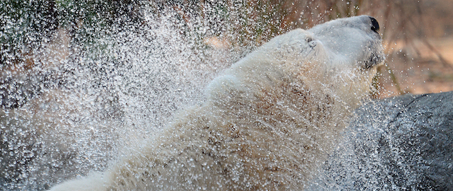 Patches, the North Carolina Zoo's newest polar bear shakes off water while exiting the new stream in the expanded polar bear exhibit. The North Carolina Zoo hosted a ribbon-cutting ceremony Thursday, Oct. 23, 2014 in Asheboro, NC for the zoo's new expanded polar bear exhibit. The NC Zoo has been working on the $8.5 million expansion over the past three years and tripled the size of the area for the two bears. (AP Photo/The News & Observer, Chuck Liddy)