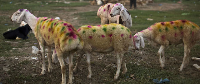 Painted sheep are displayed for sale by a Pakistani vendor, in preparation for the upcoming Muslim holiday of Eid al-Adha, or "Feast of Sacrifice," on the outskirts of Islamabad, Pakistan, early Friday, Oct. 3, 2014. Muslims around the world will mark Eid al-Adha, as the biggest holiday of the Islamic calendar. It commemorates the willingness of the prophet Ibrahim _ or Abraham, as he is known in the Bible _ to sacrifice his son in accordance with God's will, though in the end God provides him a sheep to sacrifice instead. (AP Photo/Muhammed Muheisen)