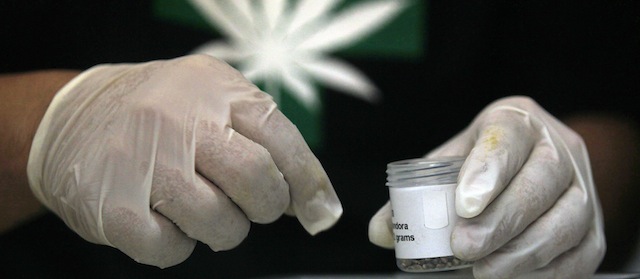 A member of the Daya Foundation, a nonprofit group that sponsors pain-relieving therapies, shows a container of imported cannabis seeds during a media presentation in La Florida, a municipality of Santiago, Chile, Wednesday, Oct. 29, 2014. The Chilean municipality planted the country’s first medical marijuana on Wednesday as part of a pilot program aimed to help ease the pain of cancer patients. The seeds were imported from the Netherlands, and oil extracted from some of the plants will be given to select patients. (AP Photo/Luis Hidalgo)