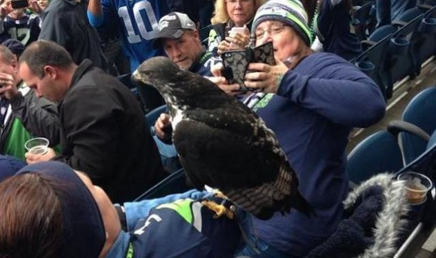 Il falco dei Seahawks è atterrato in testa a un tifoso