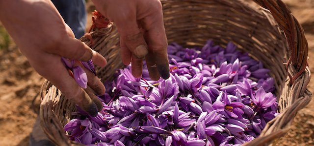 La raccolta dello zafferano in Spagna – foto