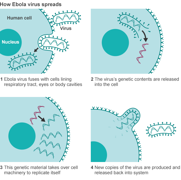 ebola