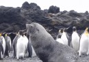 I pinguini violentati dalle foche