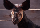 È nato un okapi nello zoo di Houston – video