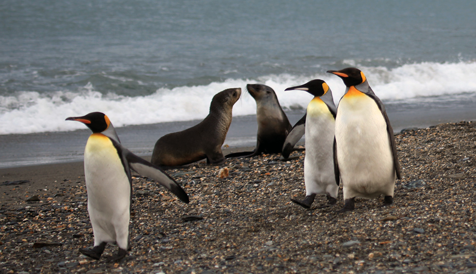 Pinguini reali e due esemplari di otaria orsina antartica