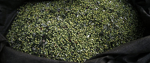 In this Friday, Nov. 29, 2013 photo, Nikos Kolovos pulls leaves from olives gathered in a net in Kalo Pedi village, about 335 kilometers (210 miles) west of Athens. Plans to extend a brutal efficiency drive to olive oil production in Greece have been met with anger and disbelief. If proposals from a government funded study are adopted, olive oil blended with cheaper vegetable oils will soon go on sale as part of an effort to modernize Greece's economy, which was rescued from near bankruptcy four years ago. (AP Photo/Petros Giannakouris)