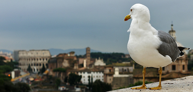 A seagull stands on a wall at the Campidoglio (the Capitoline hill) with a view on the Colosseum in the background, on December 5, 2014 in Rome. AFP PHOTO / FILIPPO MONTEFORTE (Photo credit should read FILIPPO MONTEFORTE/AFP/Getty Images)