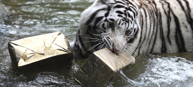 A white tiger catches in his mouth a wrapped Christmas package filled with food at the zoo in La Fleche, western France, on December 23, 2014. AFP PHOTO / JEAN-FRANCOIS MONIER (Photo credit should read JEAN-FRANCOIS MONIER/AFP/Getty Images)