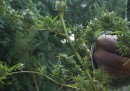 La legalizzazione della marijuana in Uruguay va molto a rilento