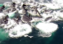 Un gruppo di balene, visto da un drone