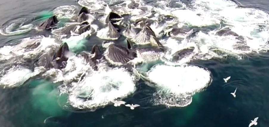 Un gruppo di balene, visto da un drone