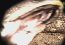 Il video del naturalista che prova a farsi ingoiare da un anaconda