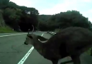 Il video del cervo che travolge un ciclista in California
