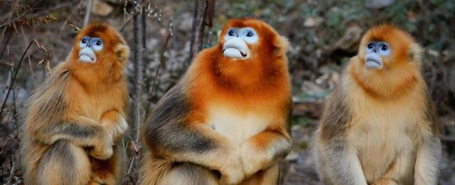(141205) -- NINGSHAN, Dec. 5, 2014 (Xinhua) -- Wild golden monkeys are seen at the Qinling Mountains in Ningshan County, northwest China's Shaanxi Province, Dec. 4, 2014. The number of wild golden monkeys at the Qinling Mountains has increased to about 5,000, according to Shaanxi provincial forestry department. (Xinhua/Liu Xiao) (wf)