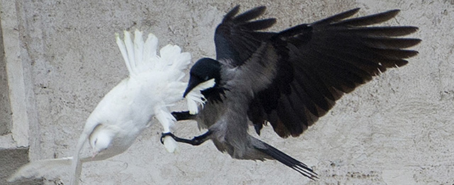 FILE - In this , Sunday, Jan. 26, 2014 file photo, a dove which was freed by children with Pope Francis during his Angelus prayer, is attacked by a black crow in St. Peter's Square, at the Vatican. Balloons, not doves, were released as peace symbols Sunday, Jan. 25, 2015 in St. Peter's Square, a year after an attack by a seagull and a crow on the symbolic birds sparked protests by animal rights groups. For years, children, flanking the pope at a window of the papal studio overlooking the square, have released a pair of doves on the last Sunday in January, a month the Catholic church traditionally dedicates to peace themes. (AP Photo/Gregorio Borgia, File)