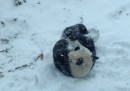 Il primo giorno di un panda sulla neve