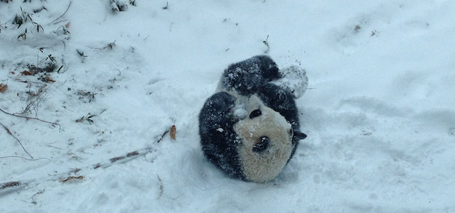 Il primo giorno di un panda sulla neve