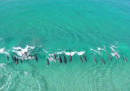 Delfini che fanno surf