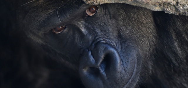Il gorilla Cenzoo dello zoo di Birmingham (AP Photo/AL.com, Frank Couch)