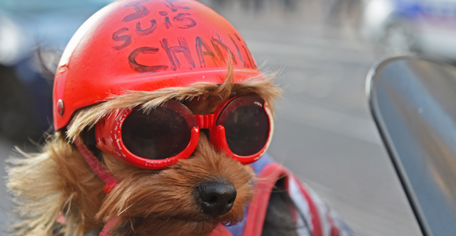 A dog with a helmet reading "Je suis Charlie" (I am Charlie) is pictured during a rally in Marseille, southeastern France, on January 10, 2015, three days after a deadly attack on the Paris headquarters of French satirical weekly Charlie Hebdo. Tens of thousands of people staged rallies across France following three days of terror and twin siege dramas that claimed 17 victims, including the victims of the first attack by armed gunmen on the offices of French satirical newspaper Charlie Hebdo in Paris on January 7.AFP PHOTO / BORIS HORVAT (Photo credit should read BORIS HORVAT/AFP/Getty Images)