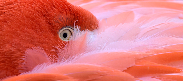 A flamingo hides its head in its feathers on a cold Friday, Jan. 23, 2015 at the zoo in Cologne, Germany. (AP Photo/Martin Meissner)