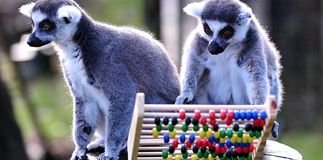 A ring-tailed lemur knocks over an abacus during a photo call for Whipsnade Zoo's annual stocktake in Dunstable, Bedfordshire, north of London, on January 7, 2014. AFP PHOTO / CARL COURT (Photo credit should read CARL COURT/AFP/Getty Images)