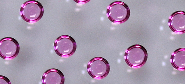 Details of drops of embryonic stem cells in a laboratory at 'Hospital do Coracao' heart institute, in Sao Paulo, Brazil, on March 5, 2008. Brazil's Federal Supreme Court will decide today on the continuity of the stem cells research, after Roman Catholich church officials and anti-abortion groups urged to ban it, given that the stem cells extraction entails the destruction of the embryo. AFP PHOTO/Mauricio LIMA (Photo credit should read MAURICIO LIMA/AFP/Getty Images)