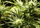 L'Alaska ha legalizzato la marijuana