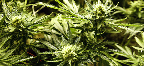 FILE - In this Dec. 5, 2013, photo marijuana matures in ideal conditions at the Medicine Man dispensary and grow operation in northeast Denver. A pro-marijuana group hoping to ride a wave of mounting acceptance for cannabis filed an initiative petition Wednesday April 23, 2014, seeking to legalize recreational pot use in Nevada. (AP Photo/Ed Andrieski, file)