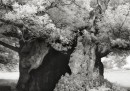 Fotografie di alberi antichi, stampate al platino