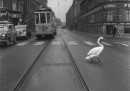 Un cigno a Copenaghen