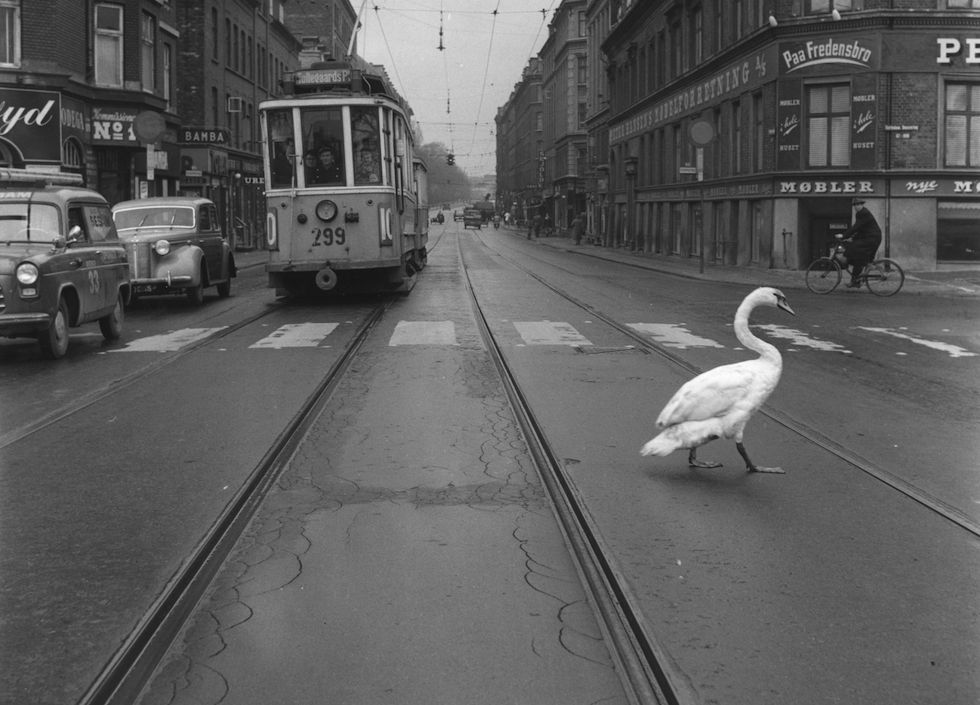 Un cigno a Copenaghen