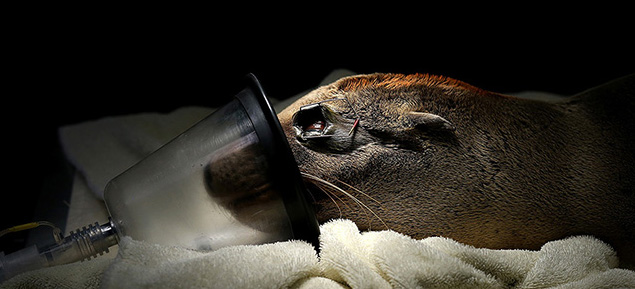 SAUSALITO, CA - FEBRUARY 24: A sick and malnourished sea lion pup named Tough lays on an exam table at the Marine Mammal Center on February 24, 2015 in Sausalito, California. For the third winter in a row, hundreds of sick and starving California sea lions are washing up on California shores, with over 900 found since the beginning of they year that have been treated at rehabilitation centers throughout the state. The Marine Mammal Center is currently caring for over 162 of the emaciated pups. (Photo by Justin Sullivan/Getty Images)