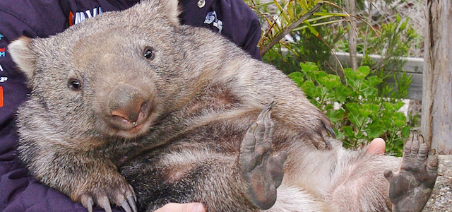 Un wombat nello zoo di Phiillip Island, nel 2006. 
(PAUL CROCK/AFP/Getty Images)