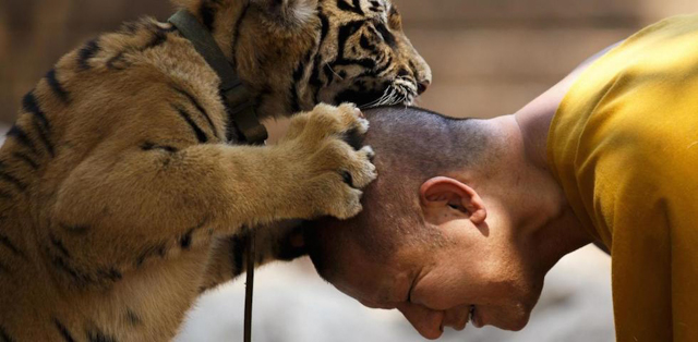 Un monaco buddista gioca con una tigre nel parco Wat Pa Luang Ta Bua, conosciuto anche come il tempio delle tigri: ne ospita 143. 
(REUTERS/Athit Perawongmetha)