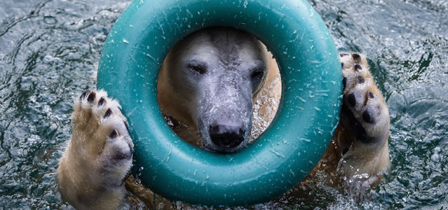 L'orso polare Anori gioca con una ruota di gomma al Wuppertal Zoo di Wuppertal, in Germania
(AP Photo/dpa/Maja Hitij)