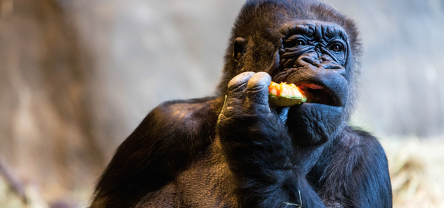 Il gorilla Pete festeggia il suo 47esimo compleanno mangiando della frutta al Woodland Park Zoo di Seattle, Washington
(AP Photo/seattlepi.com, Jordan Stead)