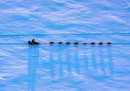 Belle foto dall'Iditarod