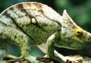 Come fanno i camaleonti a cambiare colore