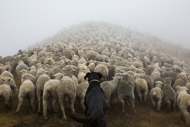 Cani pastore