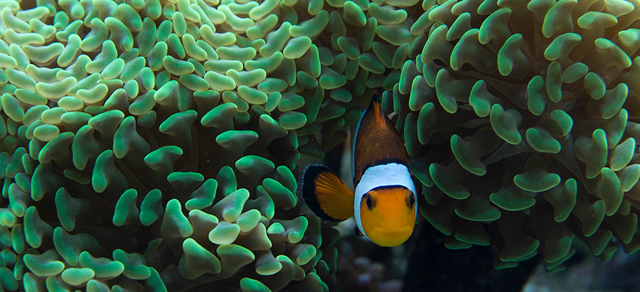 Un pesce pagliaccio ("Amphiprion percula") fotografato durante la presentazione della mostra "Coral Reef - Secret Cities of the Sea" al Museo di Storia naturale di Londra
(AP Photo/Alastair Grant)