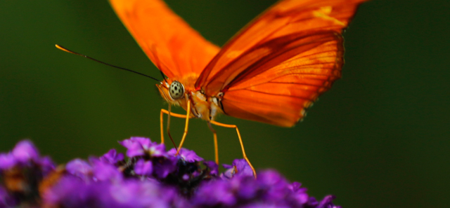 Una Orange Julia. (REUTERS/Mike Blake)