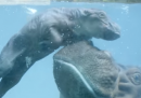 Il piccolo di ippopotamo che impara a nuotare